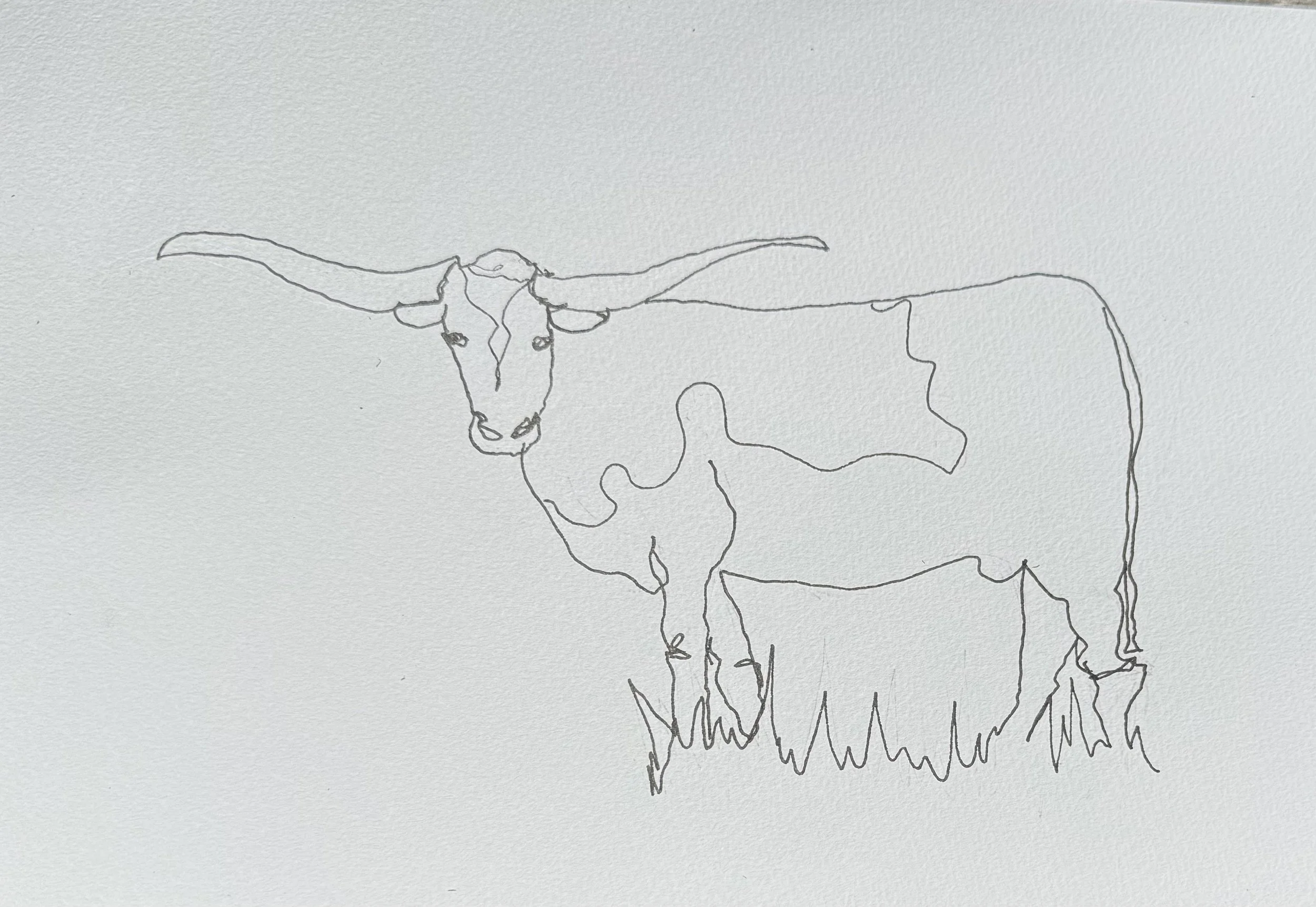 longhorn.jpg