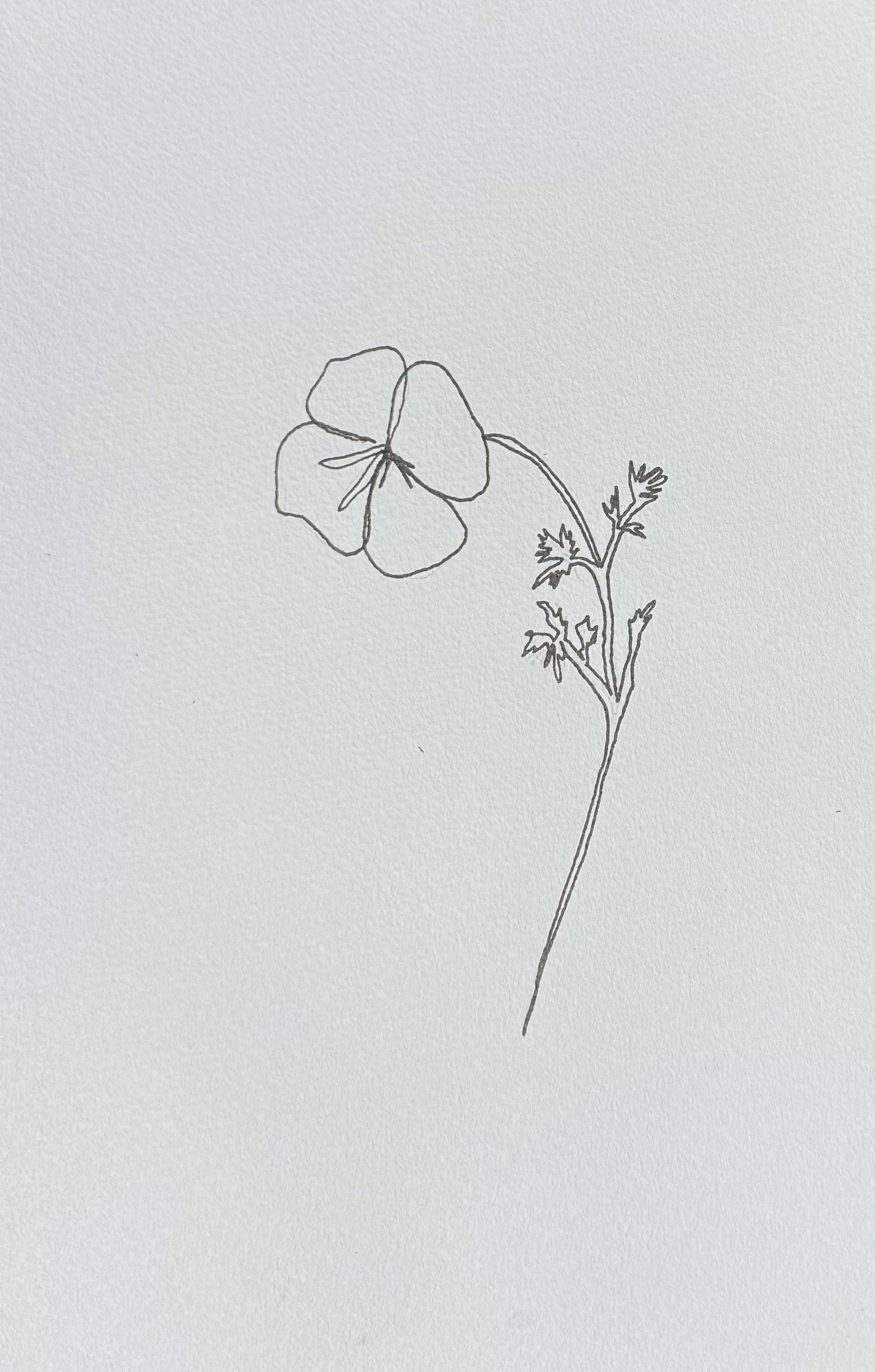 poppy.jpg