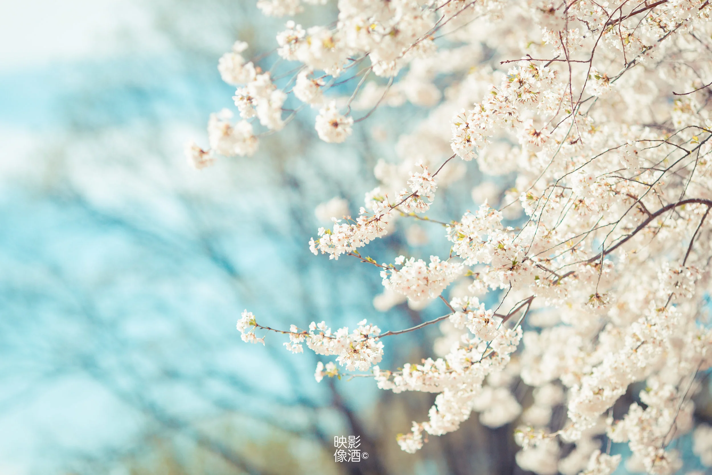Cherry Blossoms in D.C