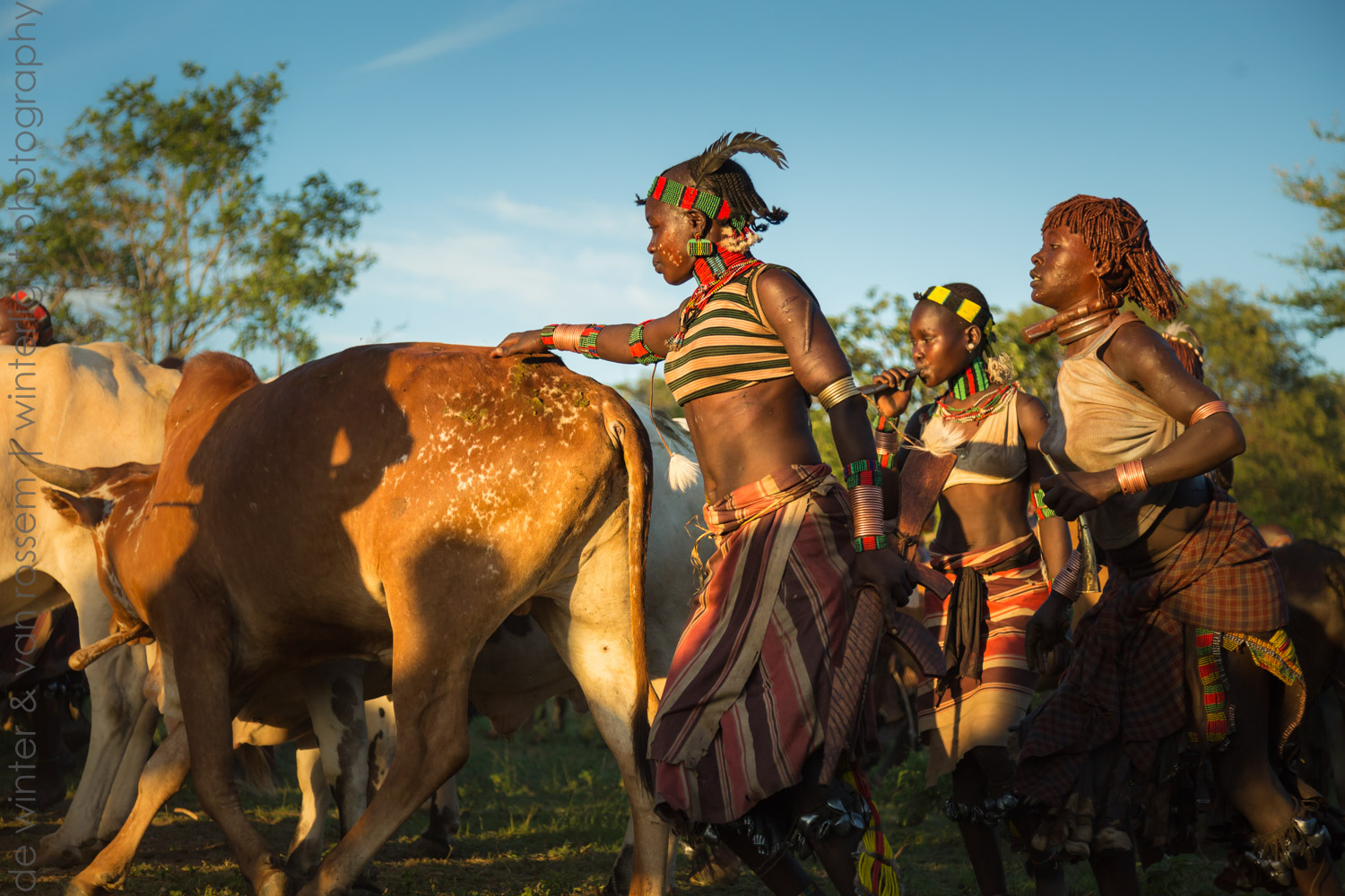 Ethiopian Coming Of Age Tradition Hamar Cow Jumping All About Cow Photos