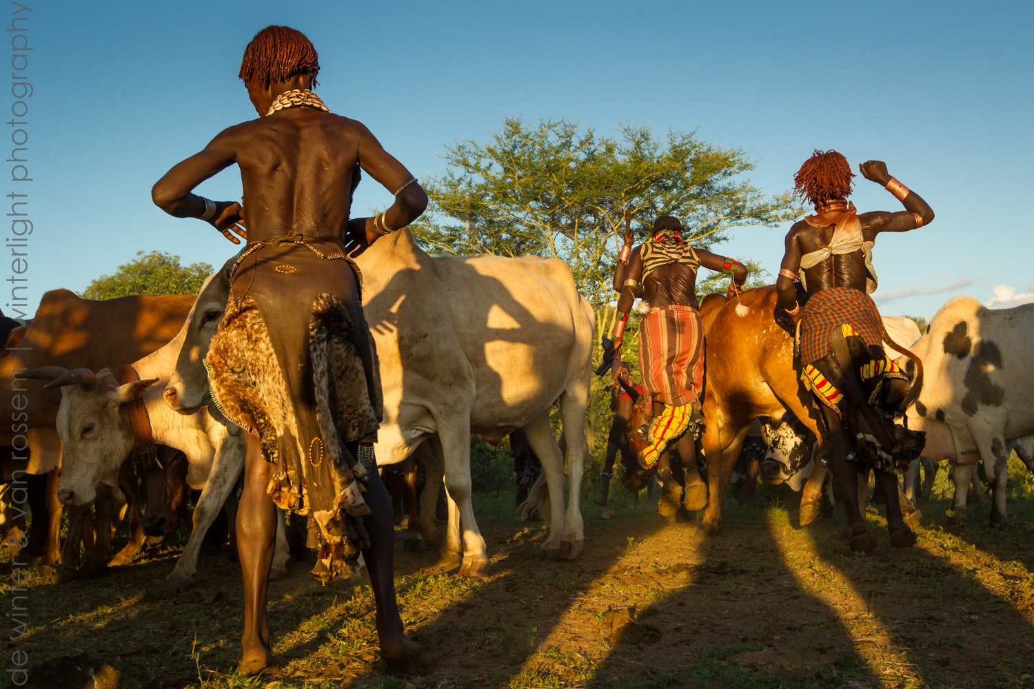 Ethiopian Coming Of Age Tradition Hamar Cow Jumping All About Cow Photos