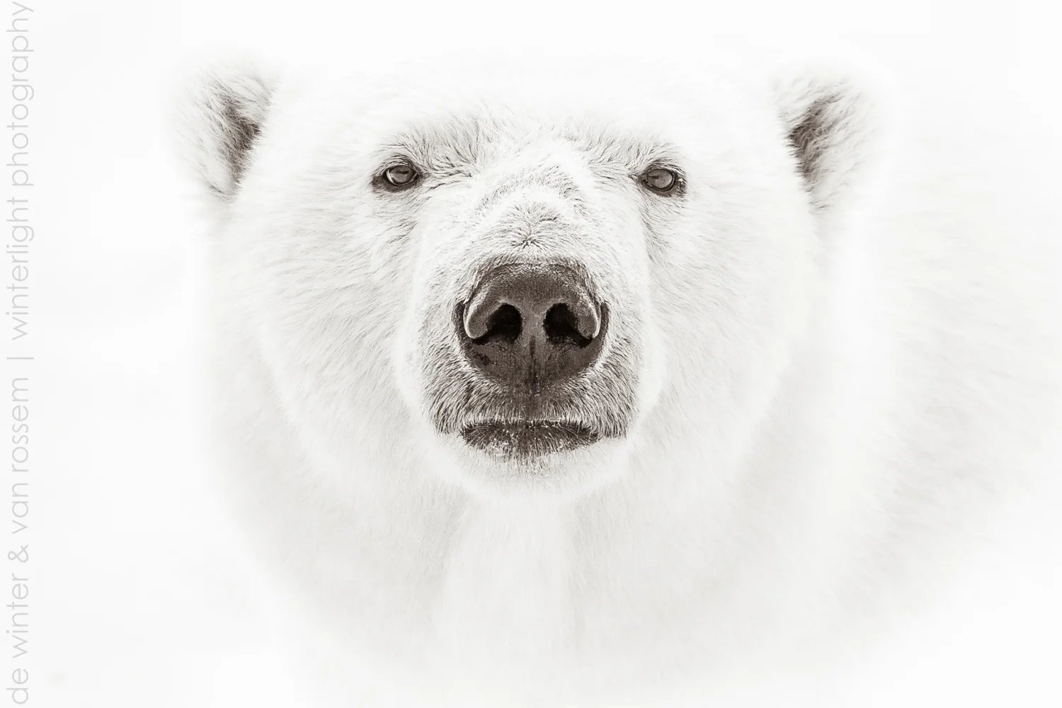 White on White