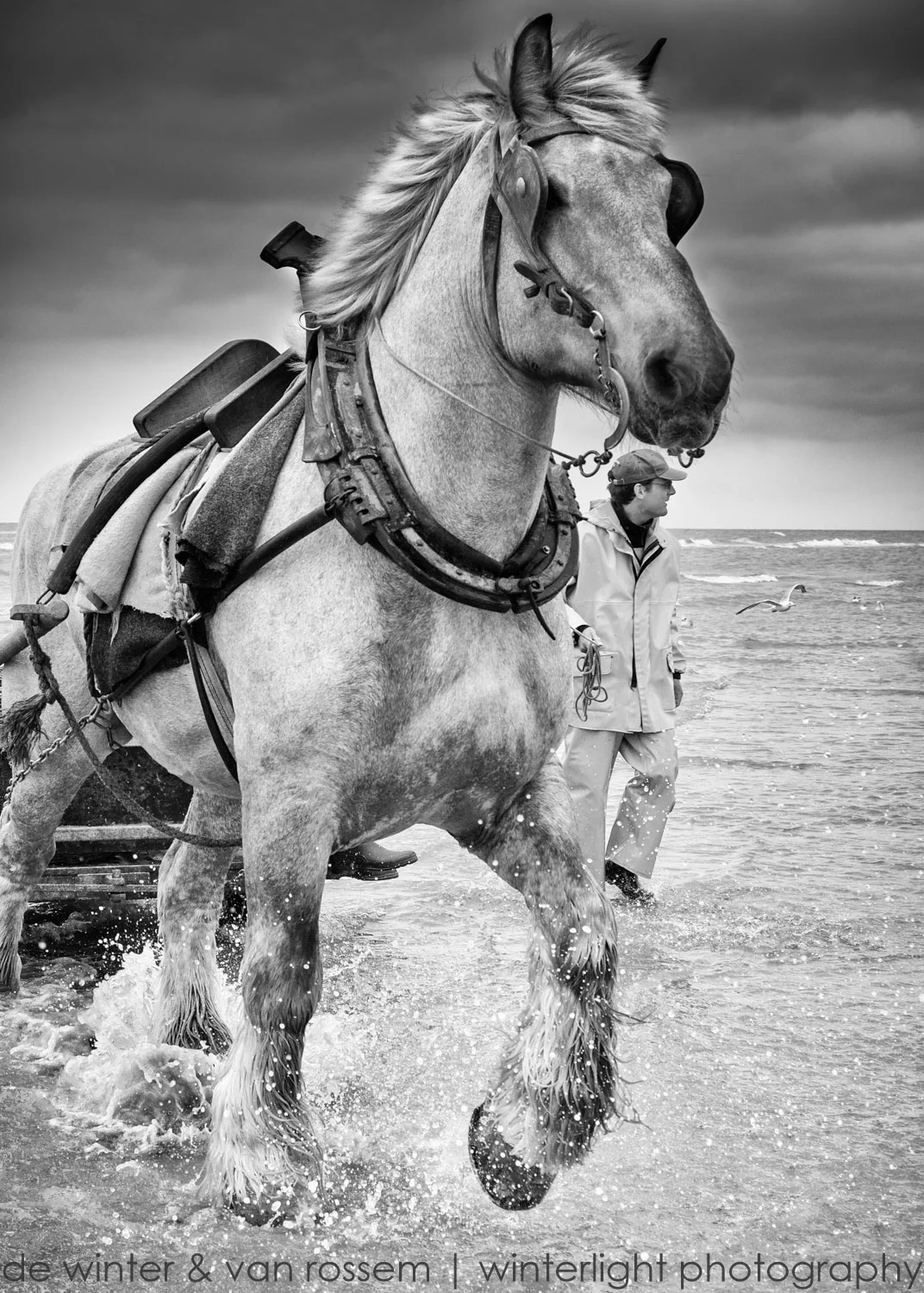 Shrimp Fishing on Horseback - Garnaalvissers Te Paard 2