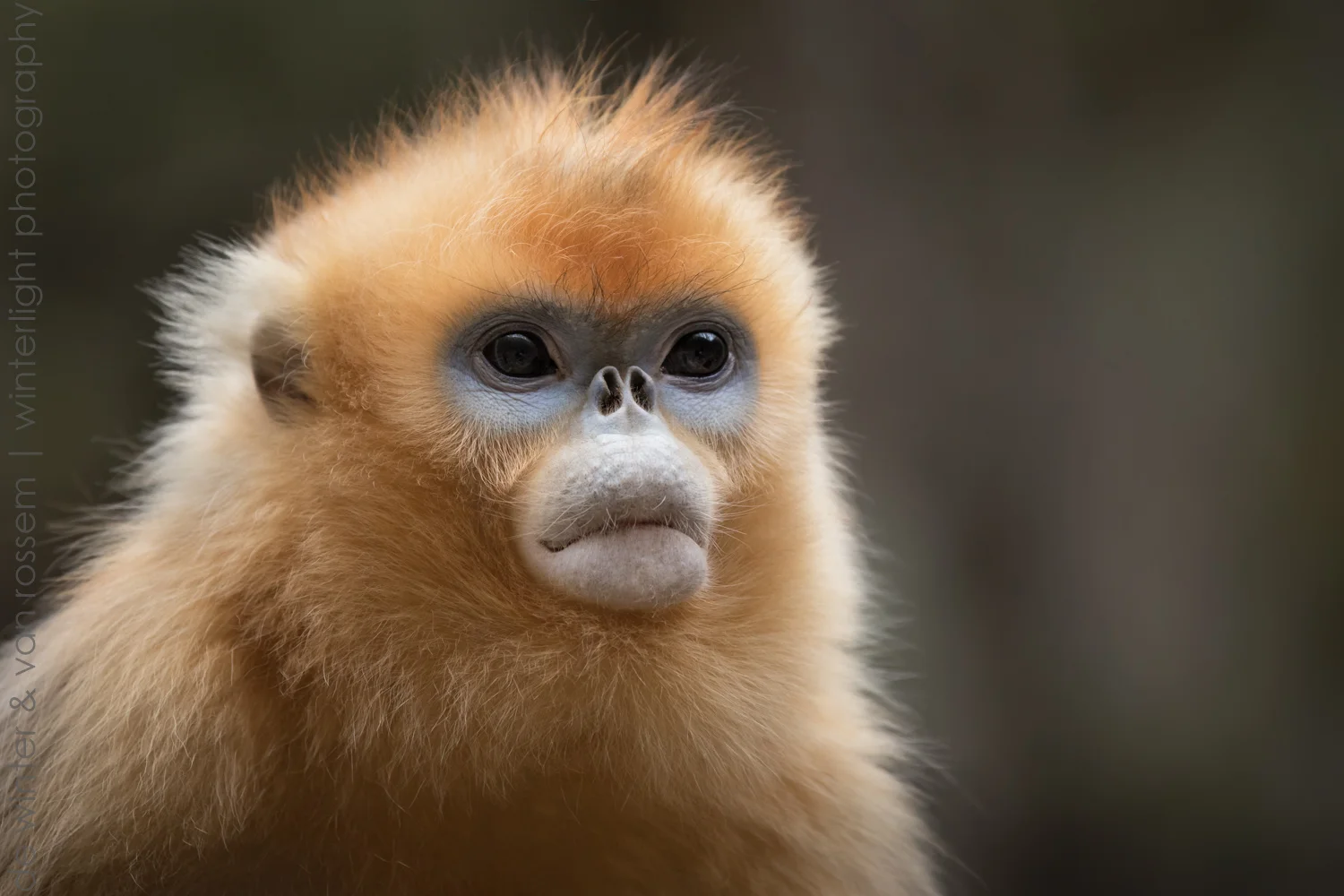 Golden snub-nosed monkey