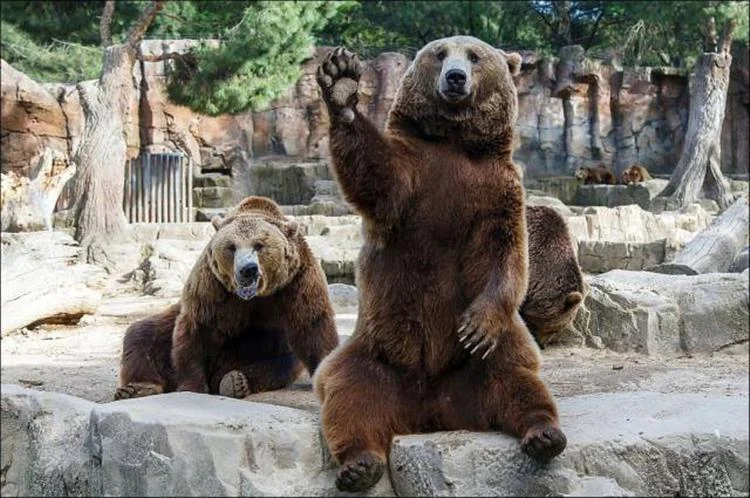 bear.jpg