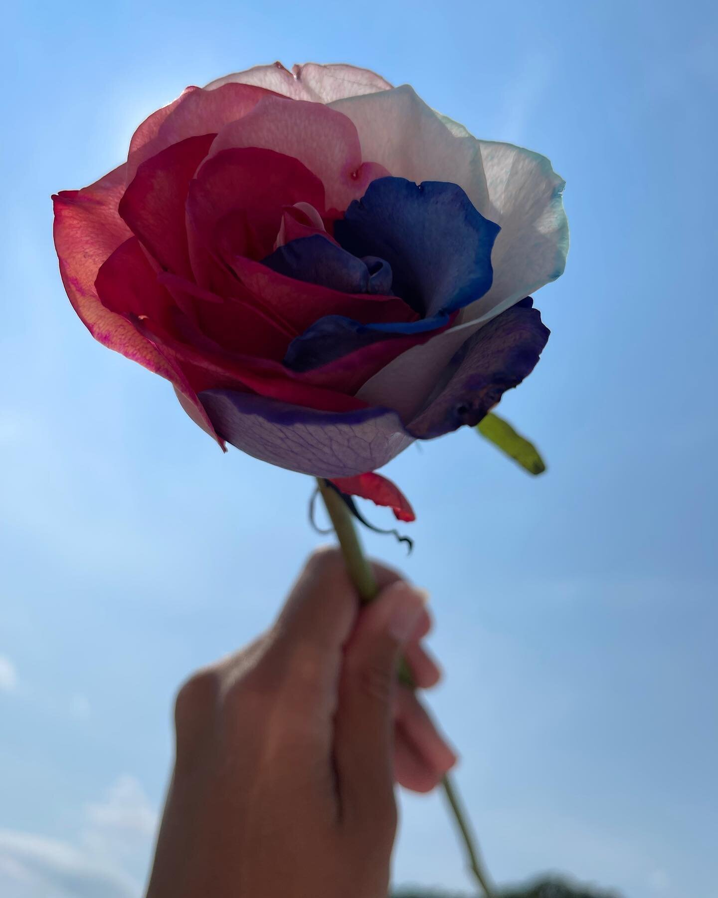 🌹⛅️✨&hearts;️💦🍦 HAPPY 4th! @manoverboardimages made fresh poolside pi&ntilde;a coladas compete with a side of romance in a rose 😍✨💥 #redwhiteandblue #happy4thofjuly