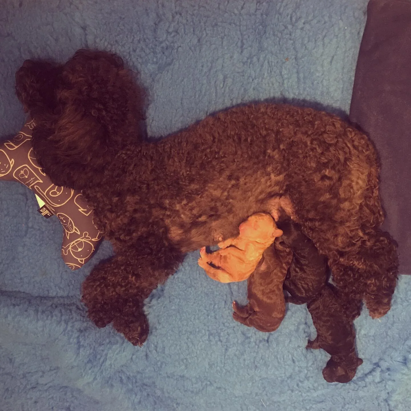 Finally, I get some sleep! 

#puppiesofinstagram #dogsofinstagram #whitneycuteston