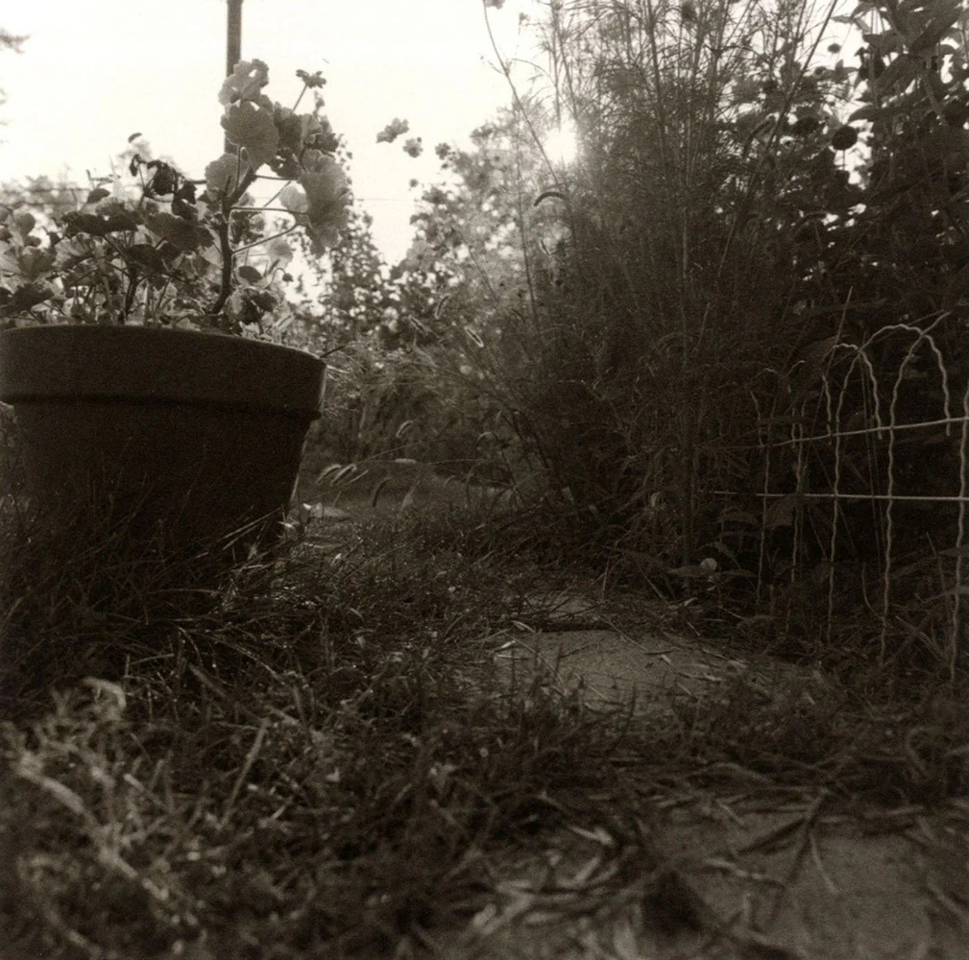 Hashtag Throwback Thursday. Here is a photograph of the backyard of 7 Dorris Avenue on the east side of Buffalo, New York. It doesn’t look like much. This was the tiny patch that was my grandmother’s backyard. When I was little she would pull out a wooden sandbox with a little colored canvas roof and set it there so I could climb in to play. She’d give me a bucket of water so that I could make rivers and lakes. She hung laundry on the line that blew in the breeze like ghosts. I have a photograph of my grandfather standing in that backyard. He is with my mother when she was a little girl. He died when she was five. In the photograph, I can see the laundry line pole and I can see the little wire fence. There is no sandbox. There is a little terrier I never knew. I look into the eyes of my mother as a child and see her as an adult. I look at the plants in the photograph. Scrutinize them. One summer I hacked away the overgrowth in her backyard and came to a cluster of hyacinth. They were planted from Easter gifts from the past and all at once, below the overgrowth from the scrub trees and shrubs, there they were again. Off-handedly, she told me the date she planted them, cut some flowers and brought them inside. The wood of the sandbox rotted away. My grandmother and mother are just photographs now. The house still stands, last one nearest the corner now after a fire took the neighboring one. I like to imagine the hyacinth she planted has taken over and blooms in purples and whites. It is the fragrance of the hyacinth that brings me back to her. There she is again with the scissors cutting the stems at an angle. The heavy flower heads bending the weak stalk. There is my mother again. There is the sandbox with its river of tap water. There is the colored canvas and the sheets blowing on the line. The photograph is the silent reminder. I want to be able to hear her Polish accent in it, I want to hear her swear when she drops a wooden clothesline and takes another from her pocket. I want to hear the sound of the shovel in the sand, hear the water carve away the river. I want to see the hyacinth in the glass on the kitchen table, the room a perfume. I go back there. To the glass on the table. I stand at the sink and look out the window to the backyard, to the wire fence, to that summer’s overgrowth and everything I carry within. 