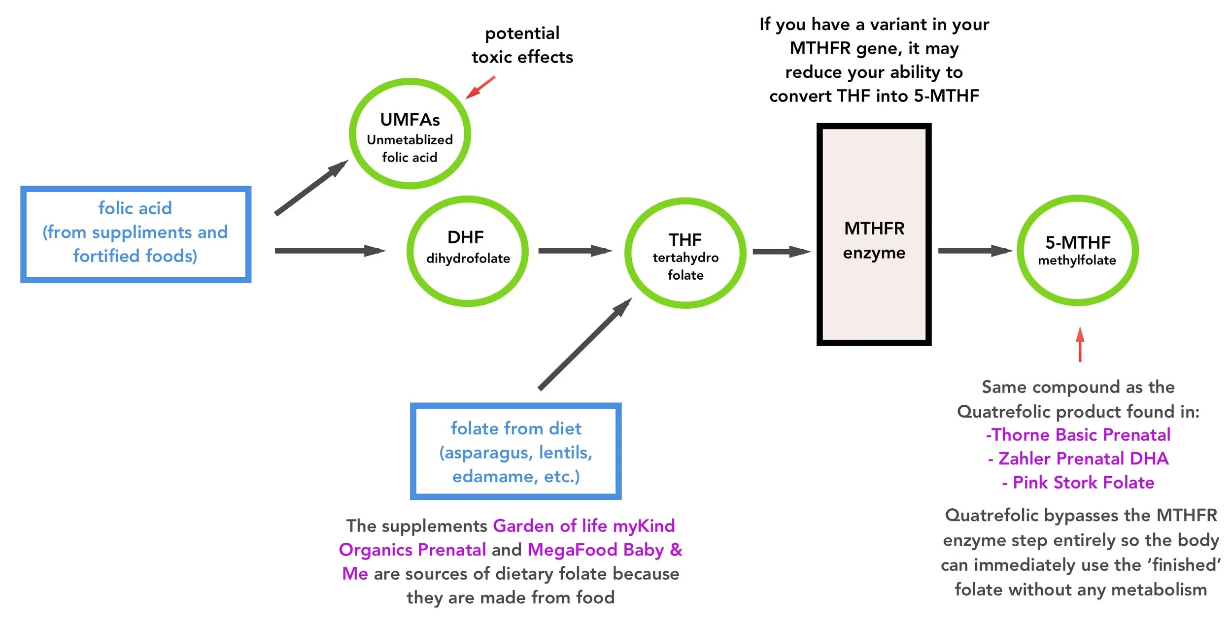 Folic acid metabolism to 5-MTHF methylfolate and MTHFR genetic variants