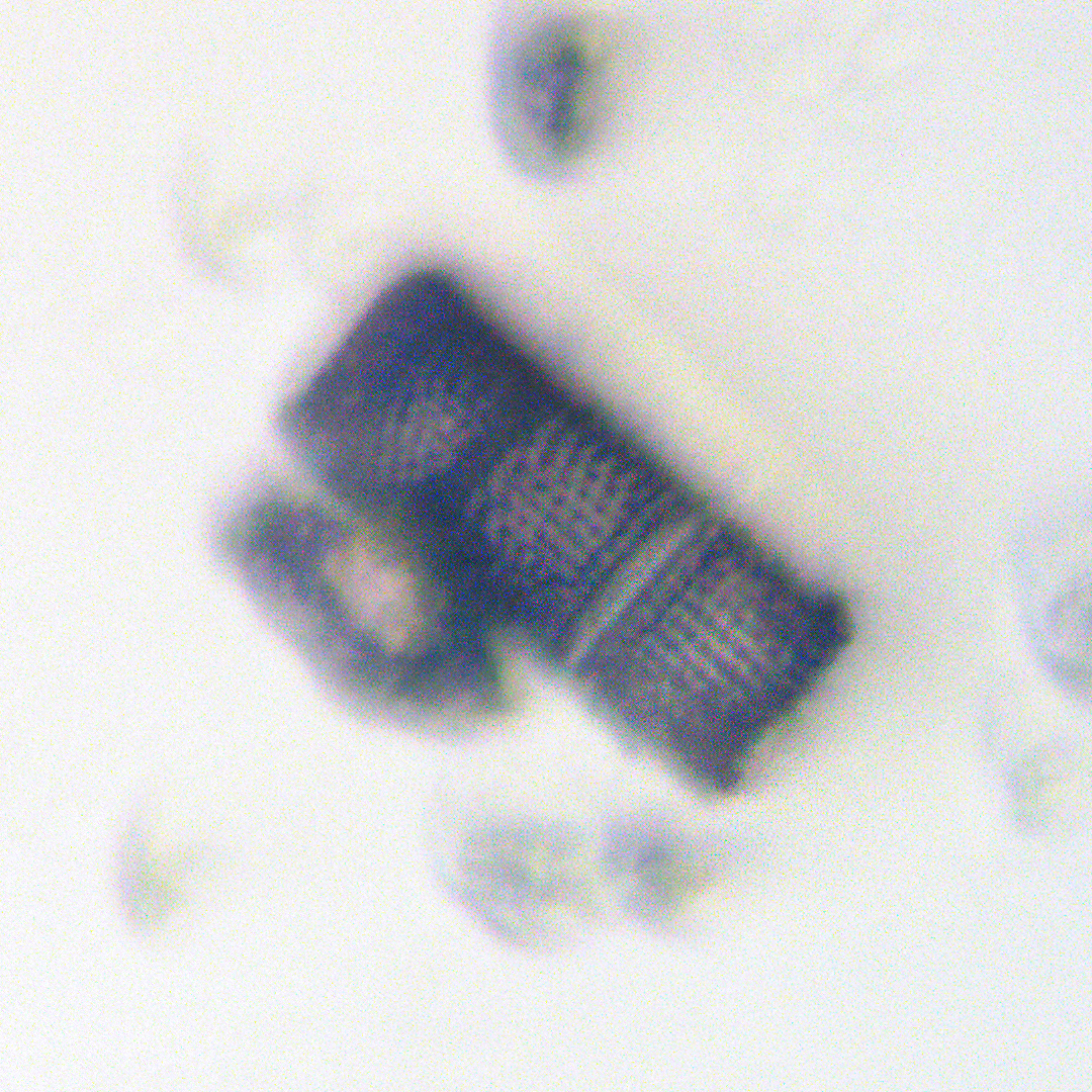 cyanobacteria_maybe.jpg
