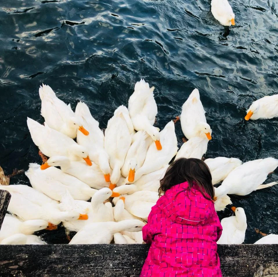 Lyra and the ducks.jpg