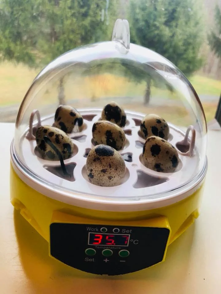 quail eggs.jpg