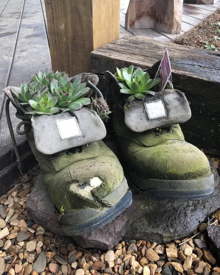 succulents .jpg