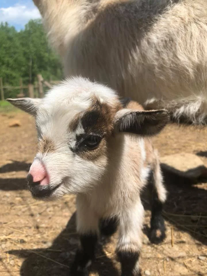 goats.jpg