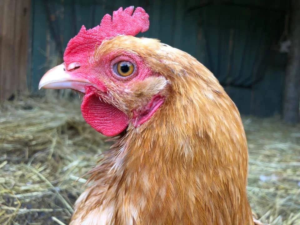 chicken.jpg