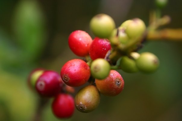 1935870_149115953401_7813840_n (1).jpg