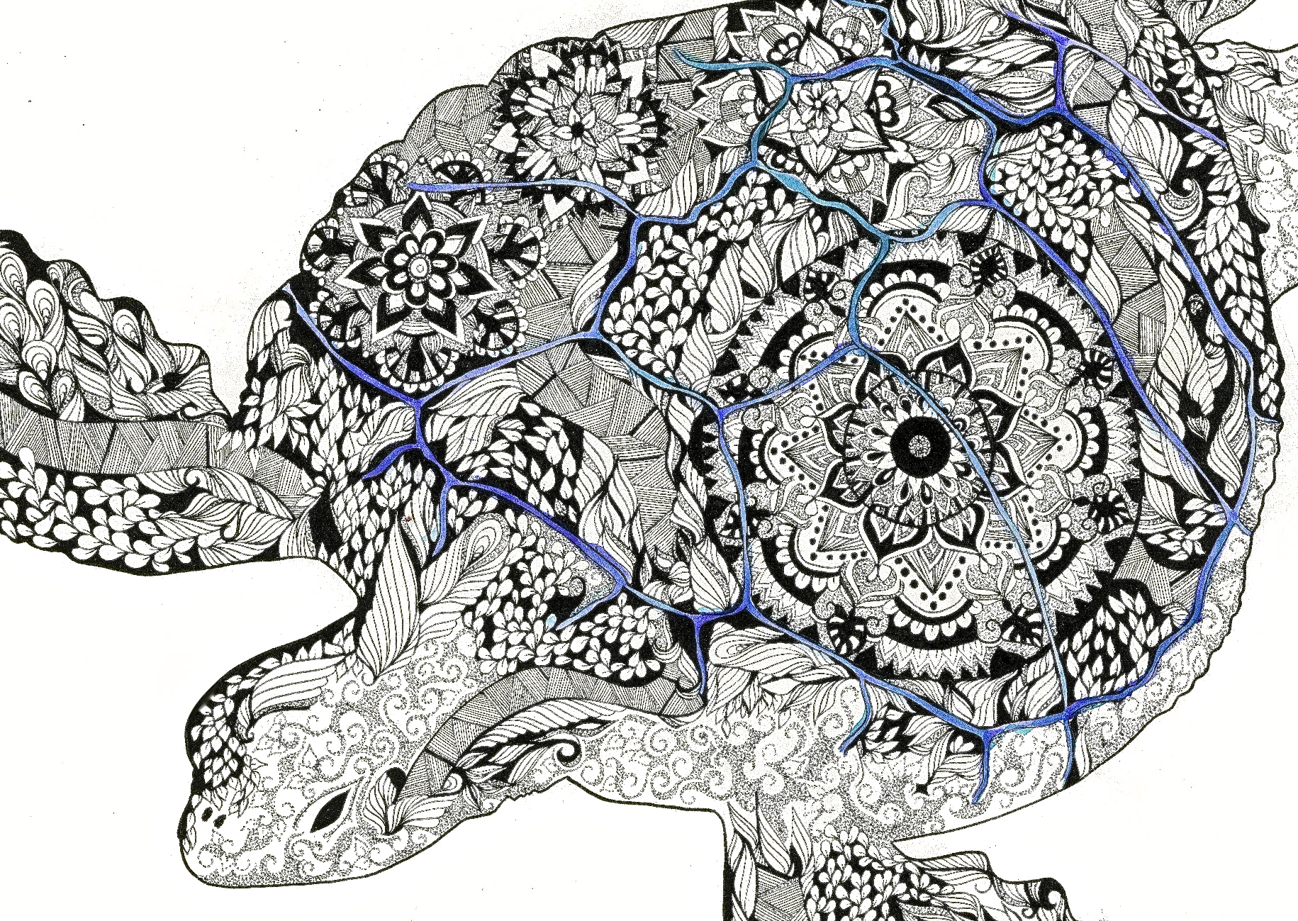 Turtle- Cropped.jpg