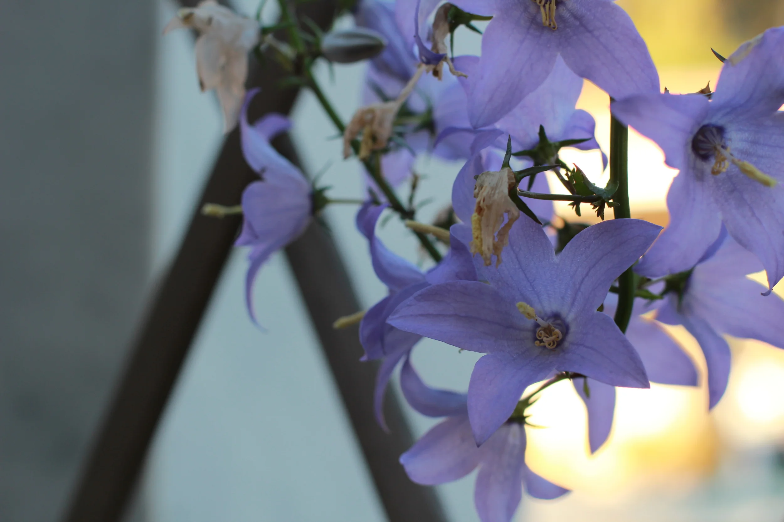 121125 Thanksgiving Getty 25.JPG