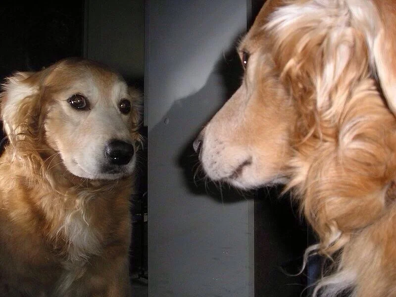 selfawaredog (2).jpg