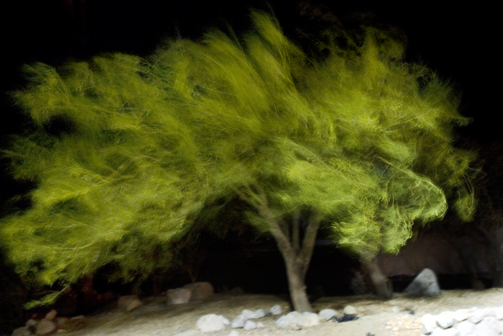 Windy+Tree.jpg