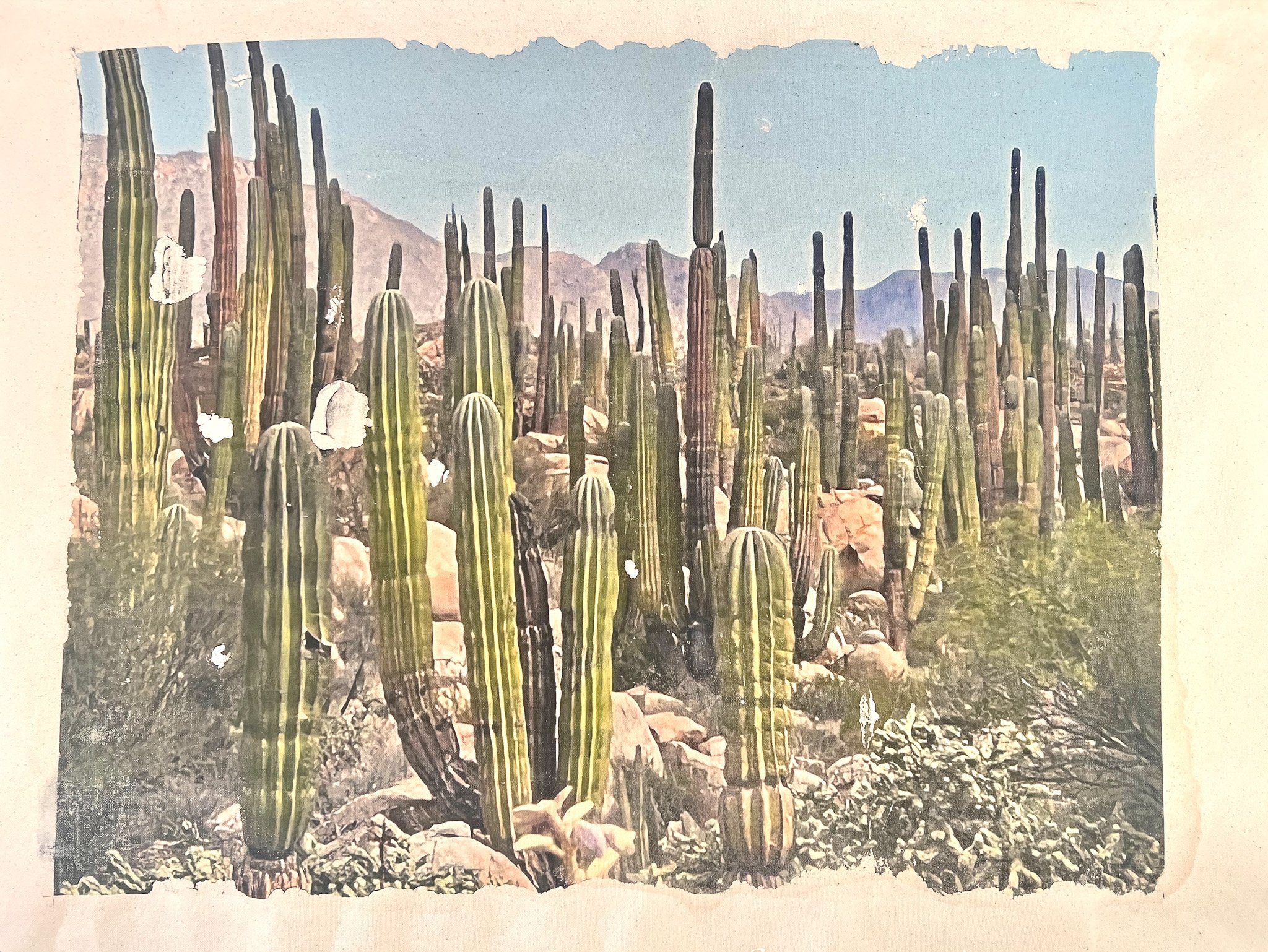 Cactus Transfer.jpg