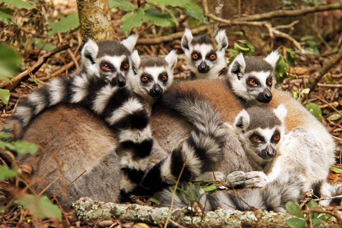 Ring-tailed lemurs at Monkeyland