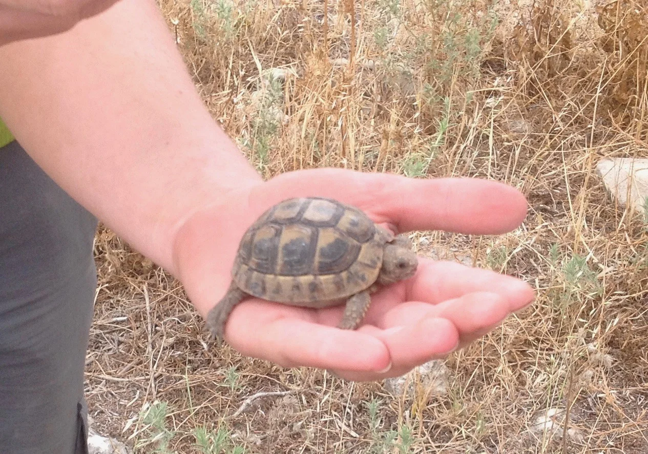 Turtle