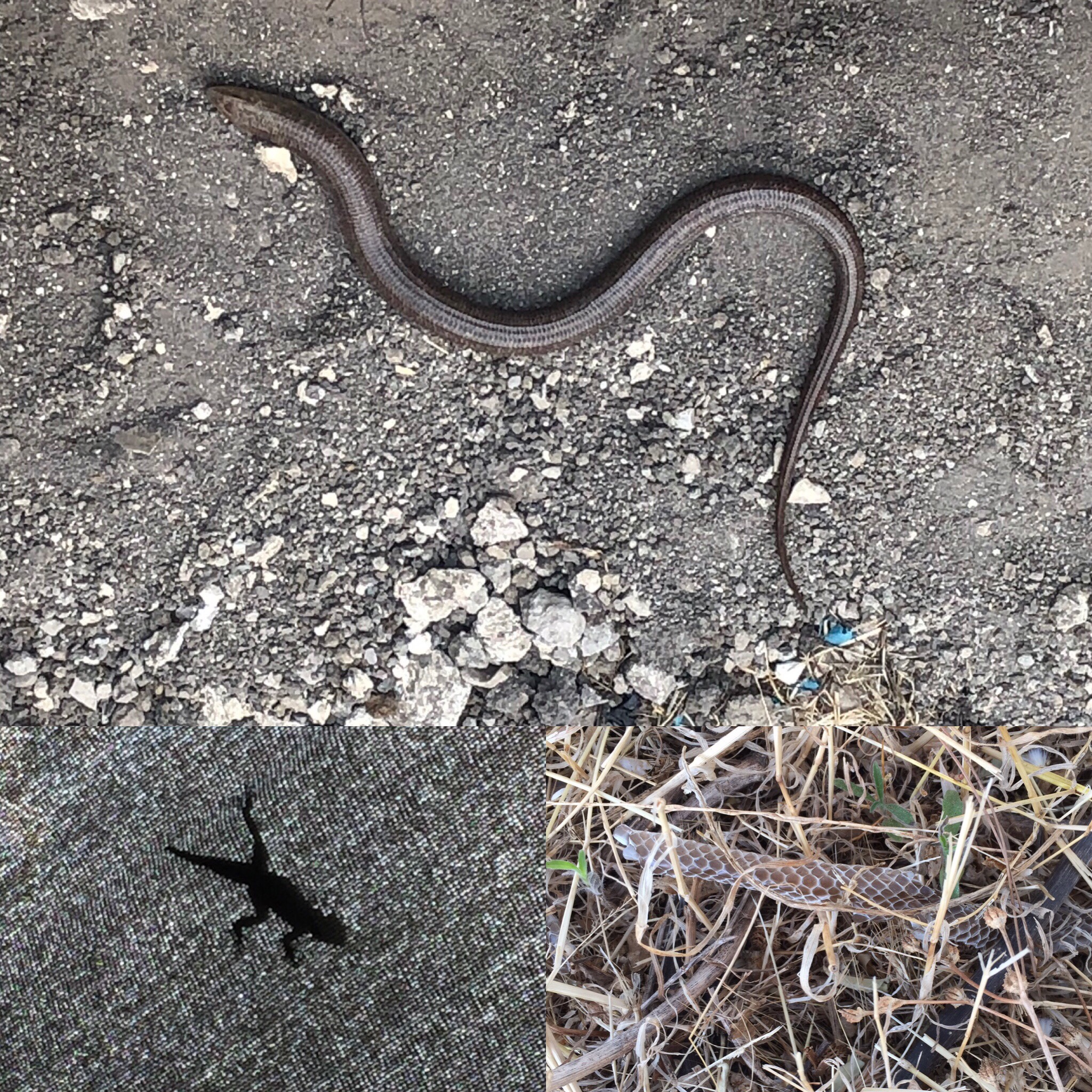 A European Glass Lizard in Grid 92, a lizard and snake skin in Grid 94