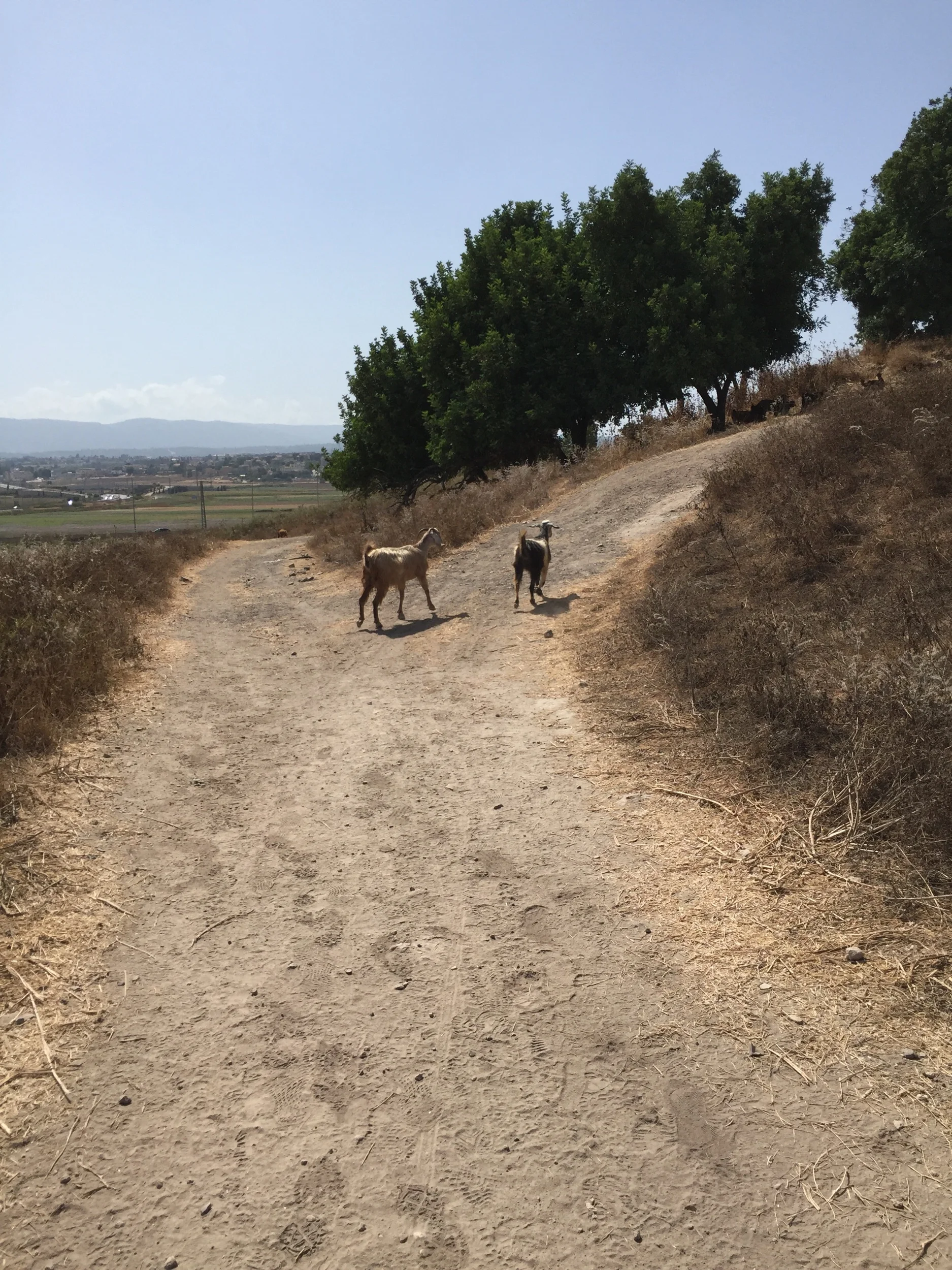 Two goats on their way to rejoin the herd as it runs past the pottery compound
