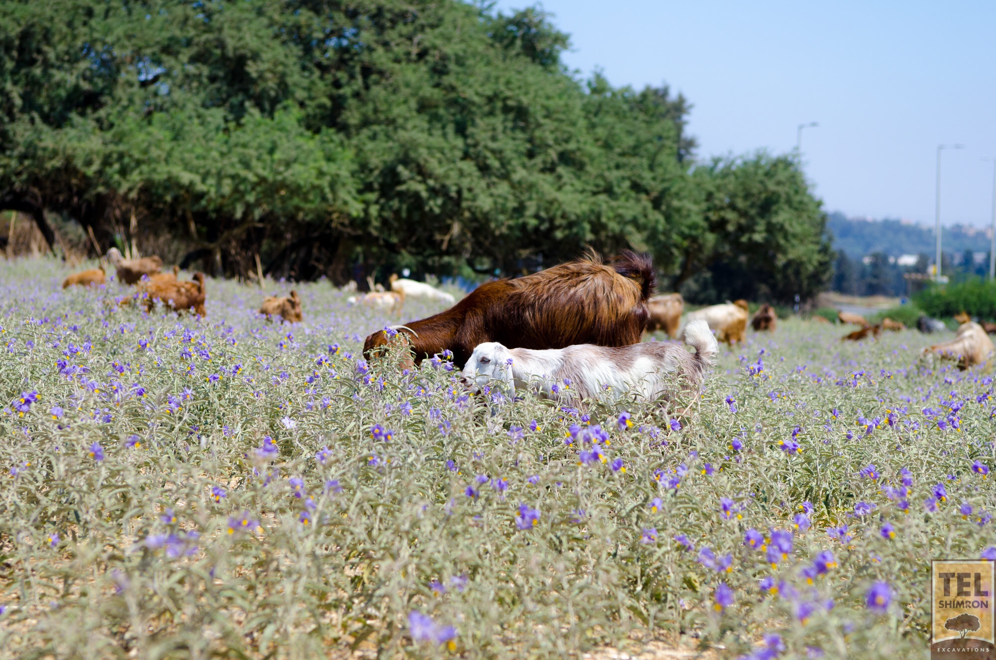 Goat herd eating its way across the site
