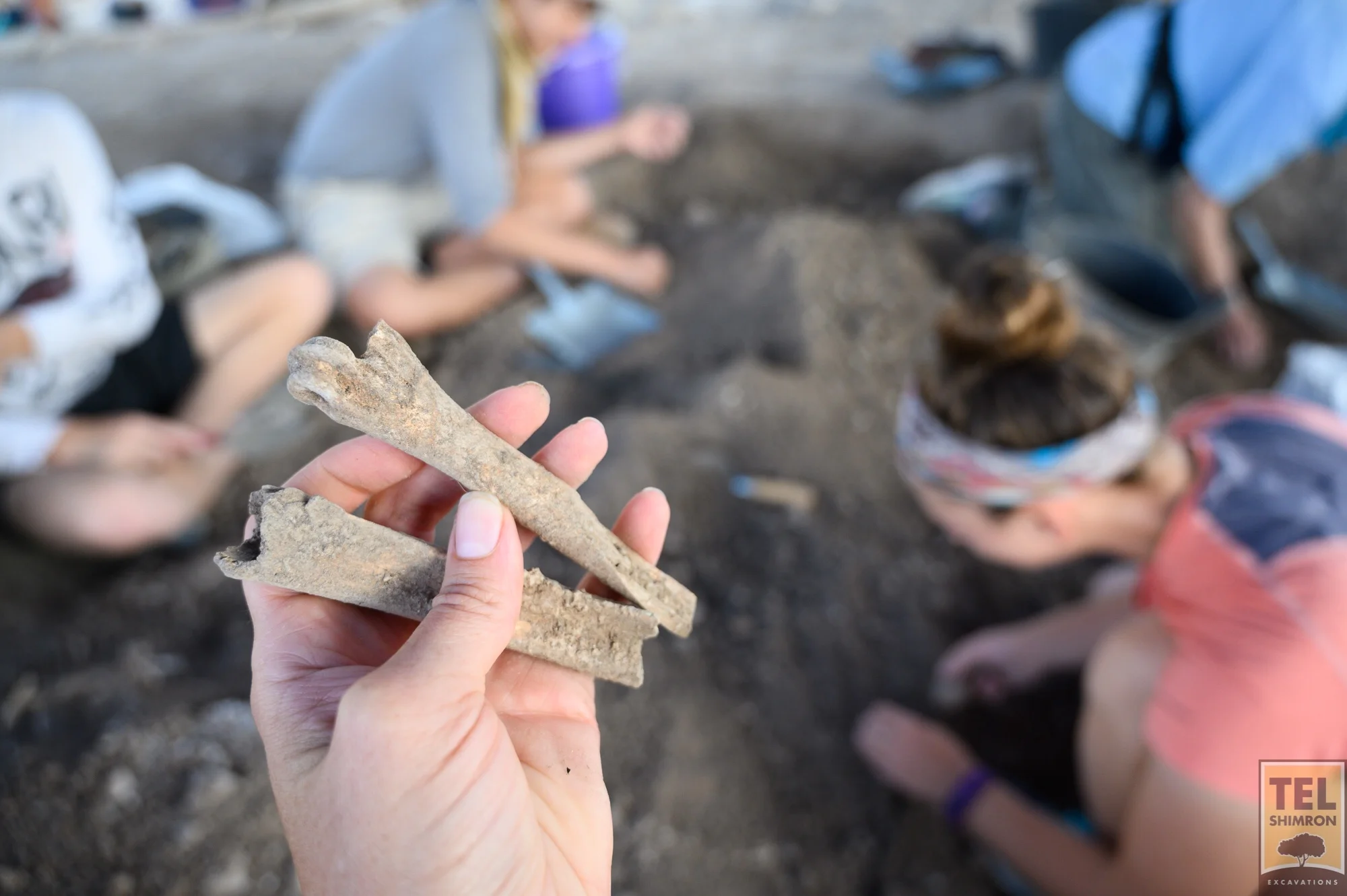 Animal bones found in Grid 33