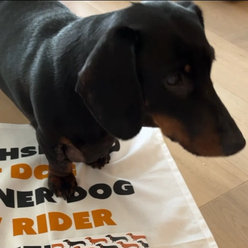 🐾SNEAK PEAK of a new release - revealed tomorrow! 
The Studio assistant was intensely supervising my recent photo shoot (a little too closely). 
She&rsquo;s now the proud owner of a dachshund silk-screened tea towel. Well played, Pretzel, well playe