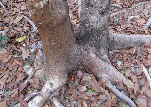 The chechén and chaca trees side by side.