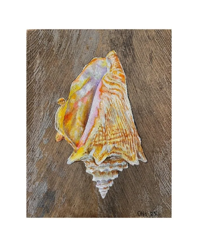 ''CONCH SHELL II'', 2025