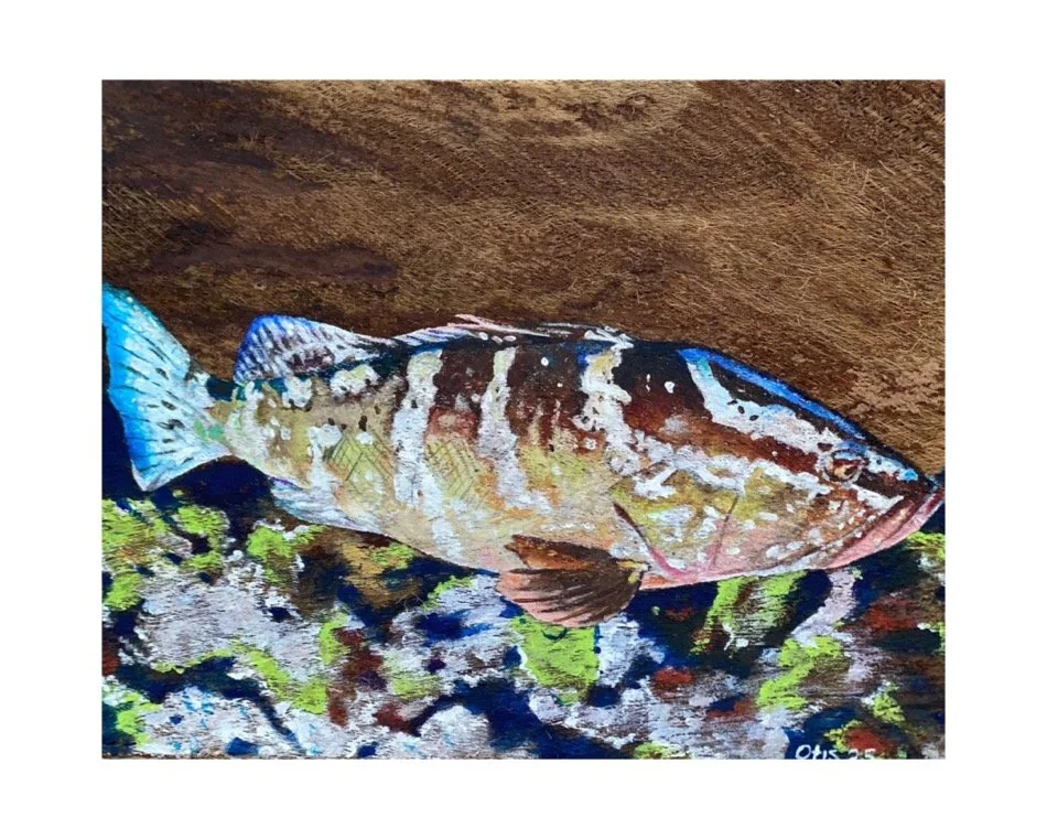 ''GROUPER PROFILE'', 2025