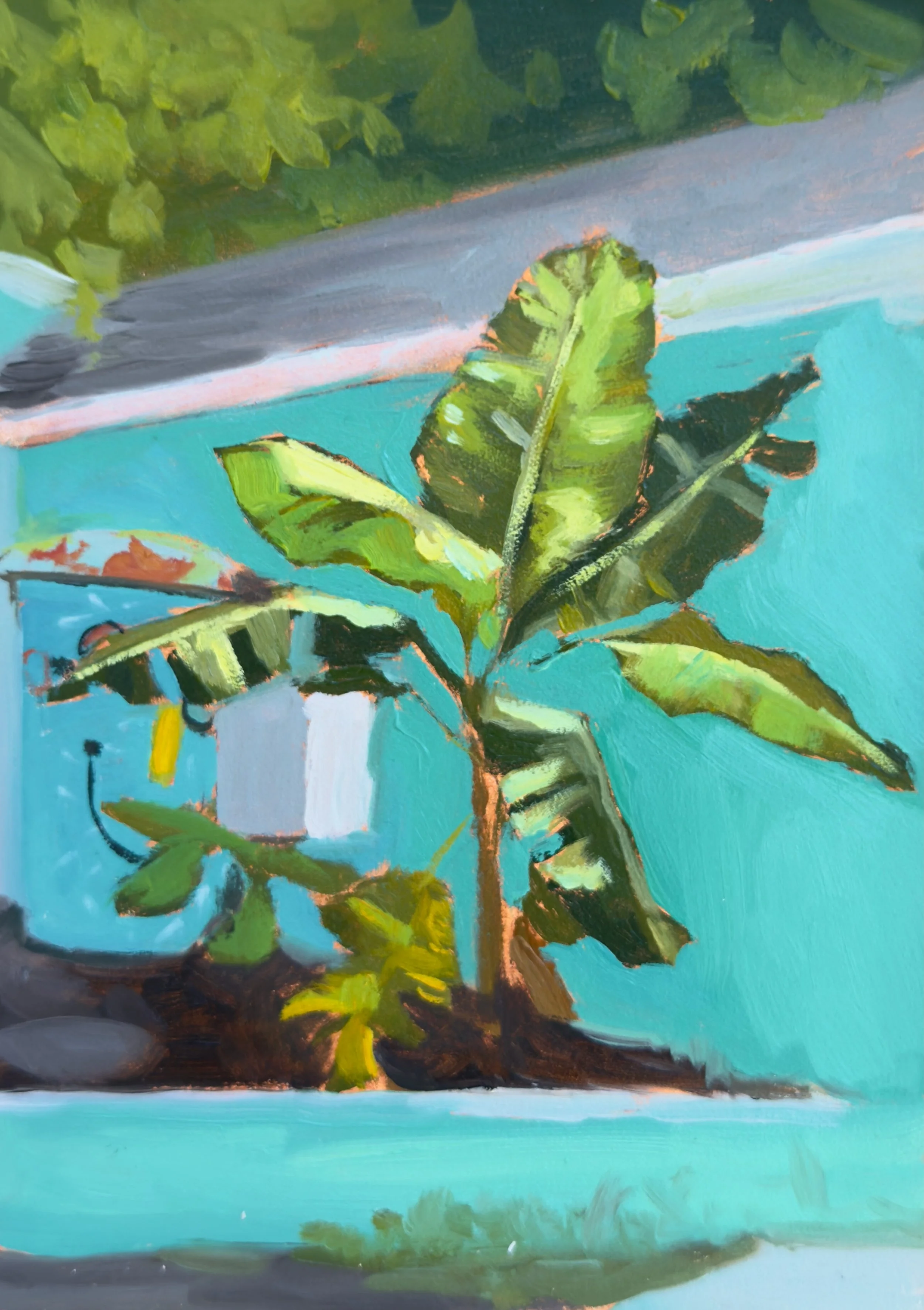 MISS MAE'S BANANA TREE, 2025