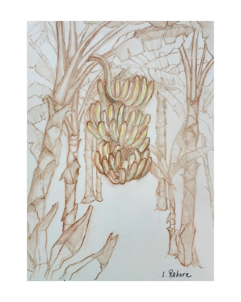 BANANA [FIELD] STUDY, 2026