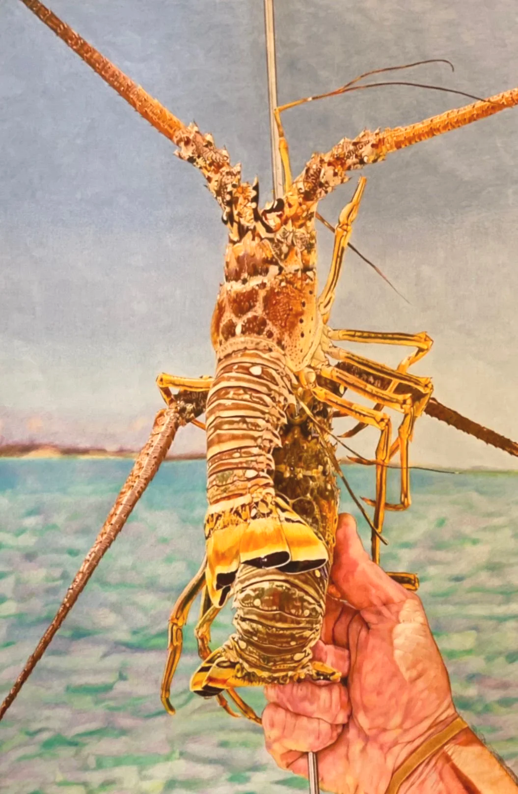 LOBSTER CATCH (CRAWFISH)