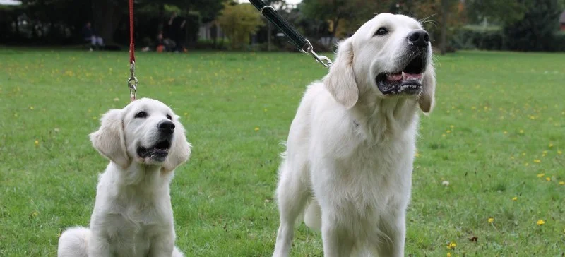 2nd JTYAF Companion Dog Show