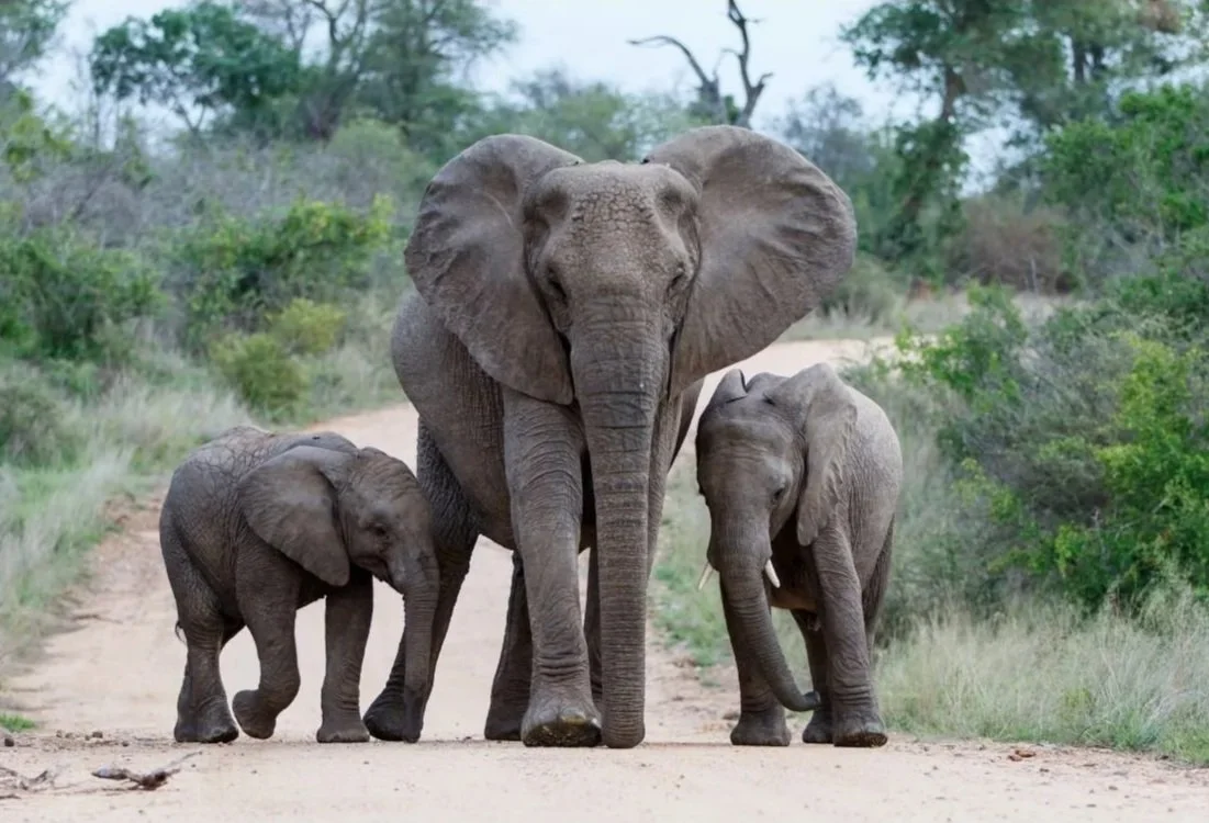 A Life-Changing Expedition Across Southern Africa