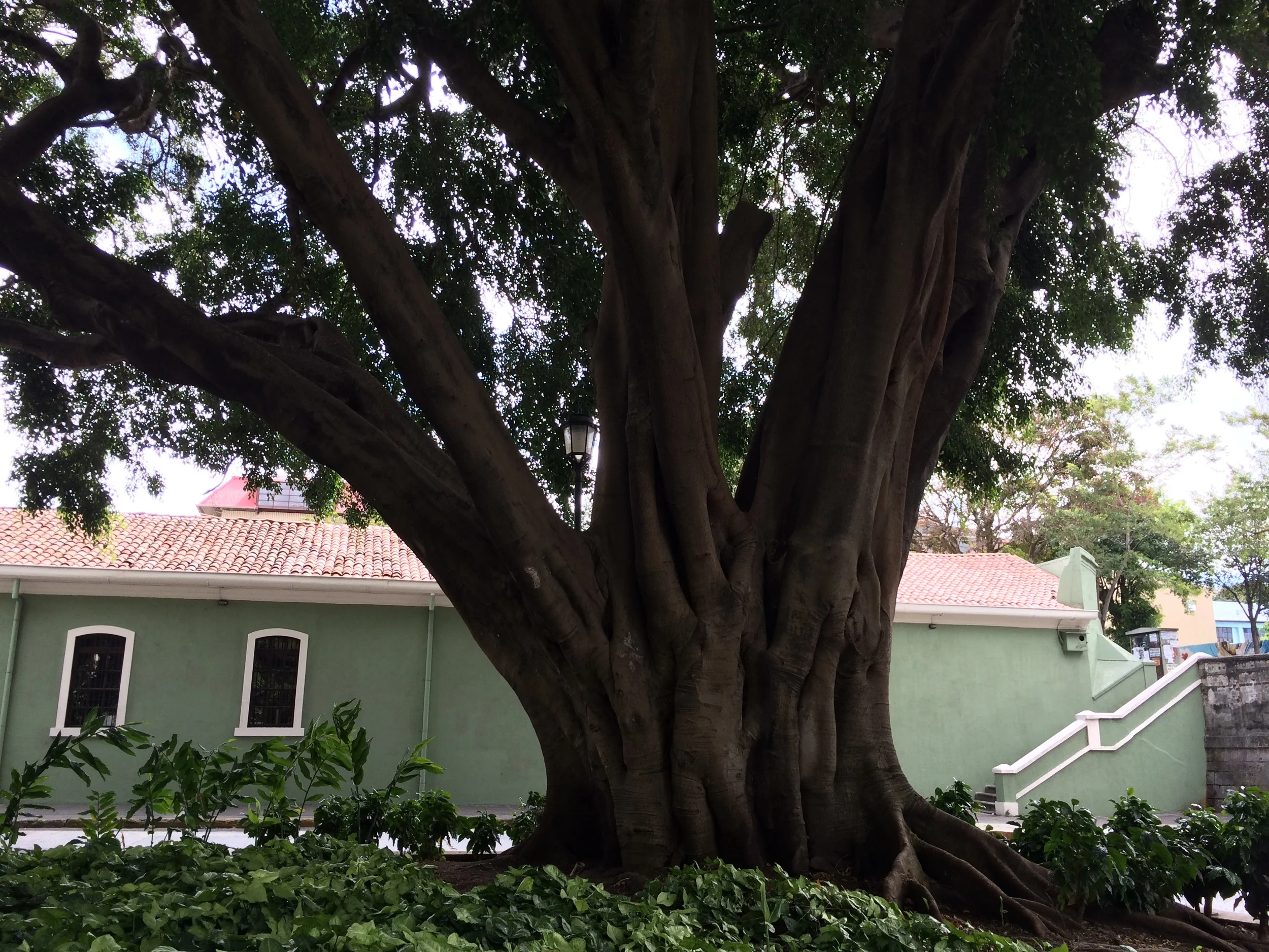 I can never resist an interesting tree.