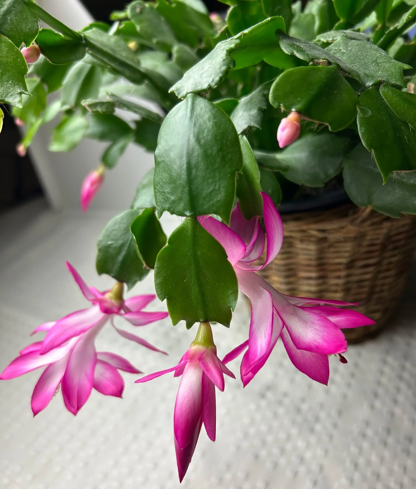 Thanks to everyone who came to Hot Shops over the weekend. I had some great conversations about art and life and helped a few pieces find new homes. Happy holidays to everyone and warm wishes for restful, peaceful and love-filled days ahead.