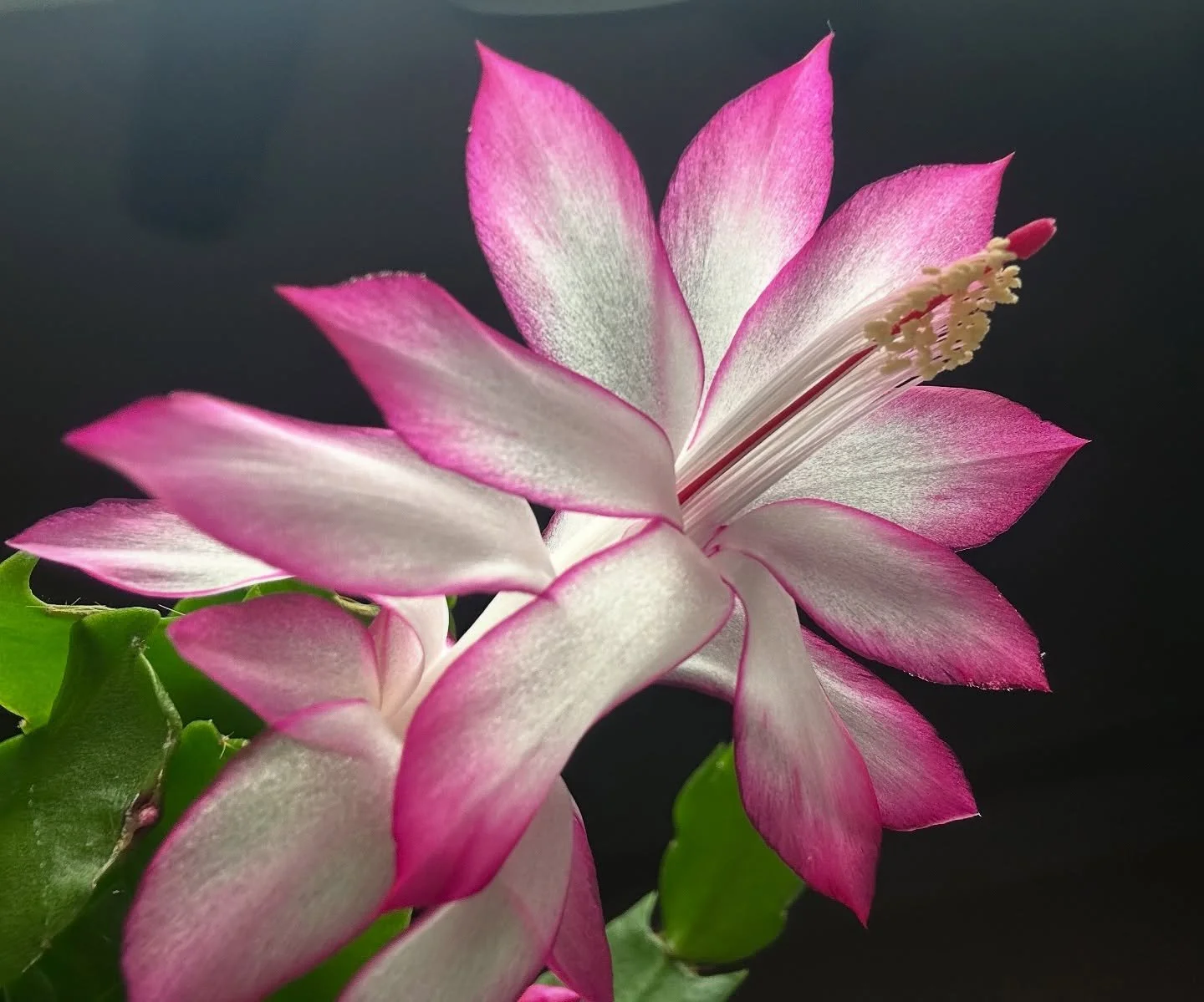 Wishes to you all for peace, comfort, beauty and justice in the coming year. 

This is a little glamour shot of a cactus that i managed to keep alive that shared a wealth of beautiful blooms a couple of weeks ago. 

#happynewyear #lebstudio