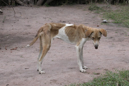 Transmission Dynamics Rabies is transmitted through the bite of a rabid animal. These events are often distinct and memorable, providing an unusual opportunity to track transmission. We are using contact tracing in study sites in Tanzania to understand factors influencing the spread of rabies. Our work combines investigative field and molecular epidemiology with statistical and computational modelling.