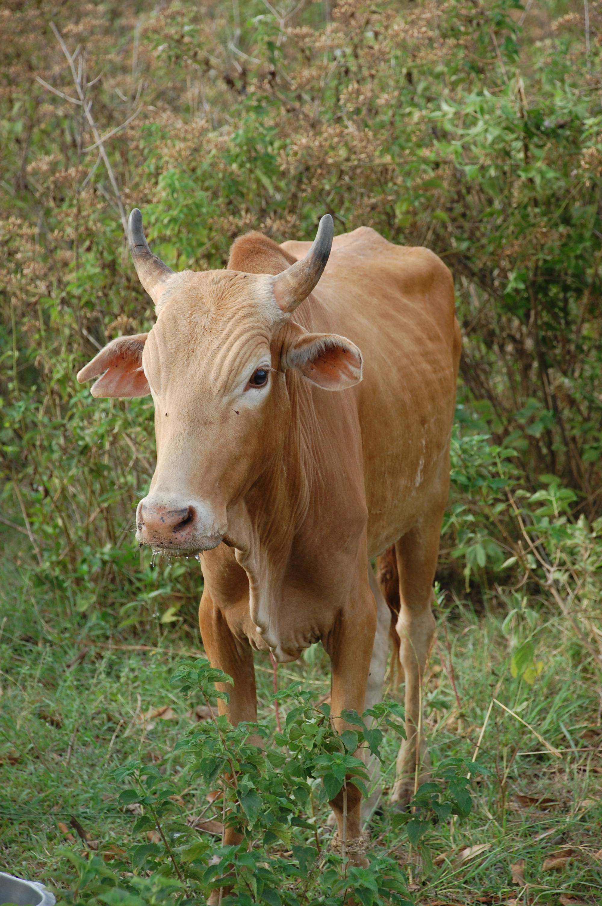 cow.JPG