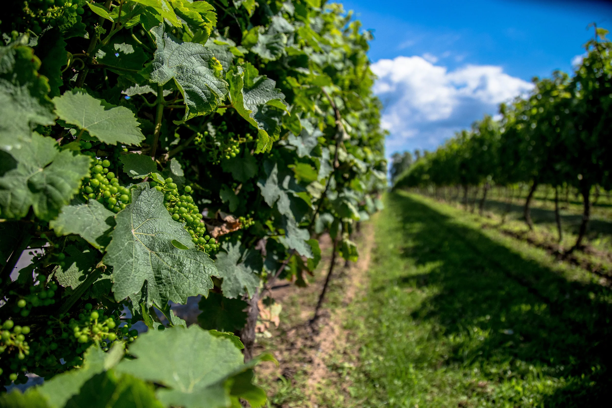 The grapes weren't ready yet. 