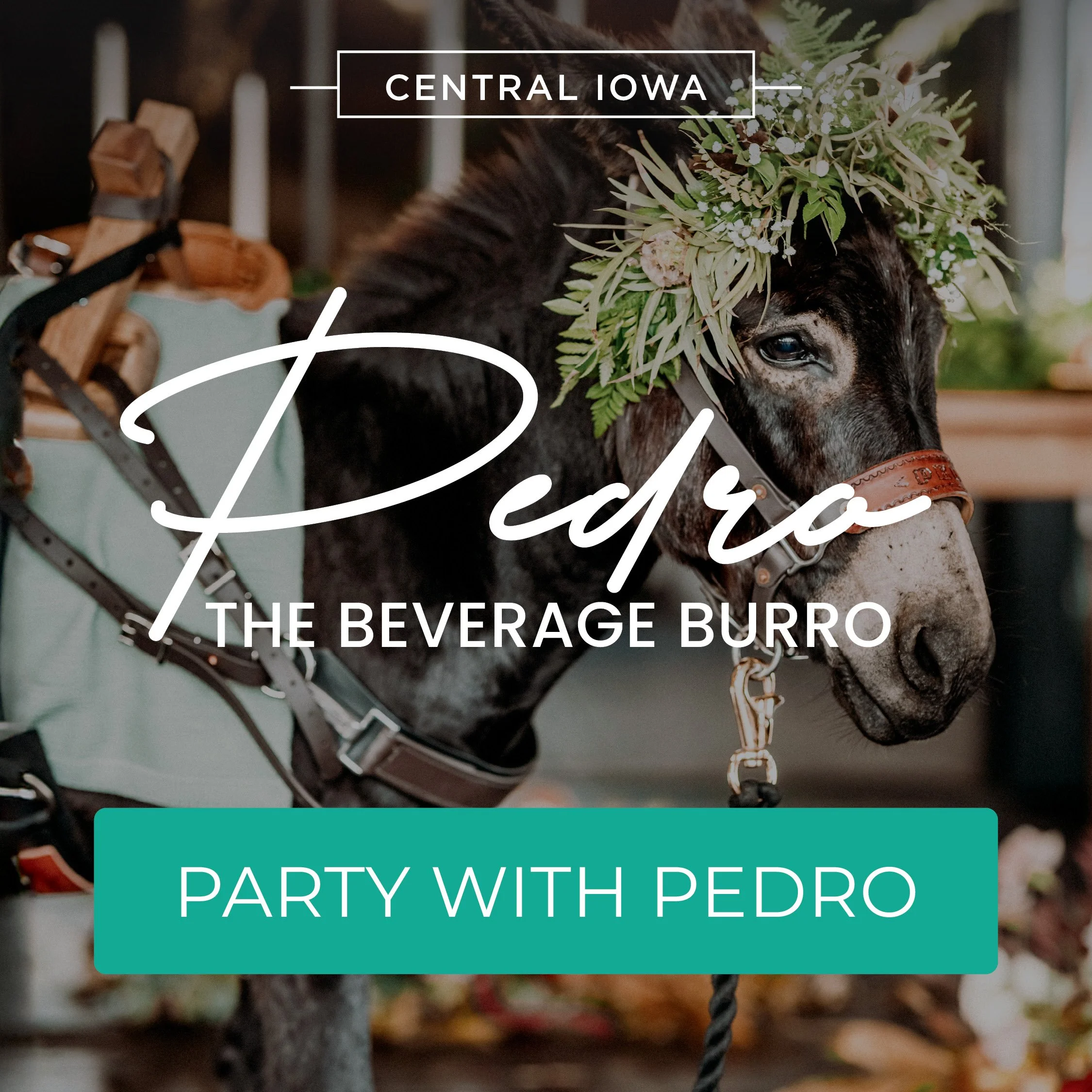 Pedro_All Vendor Page - Logo.jpg