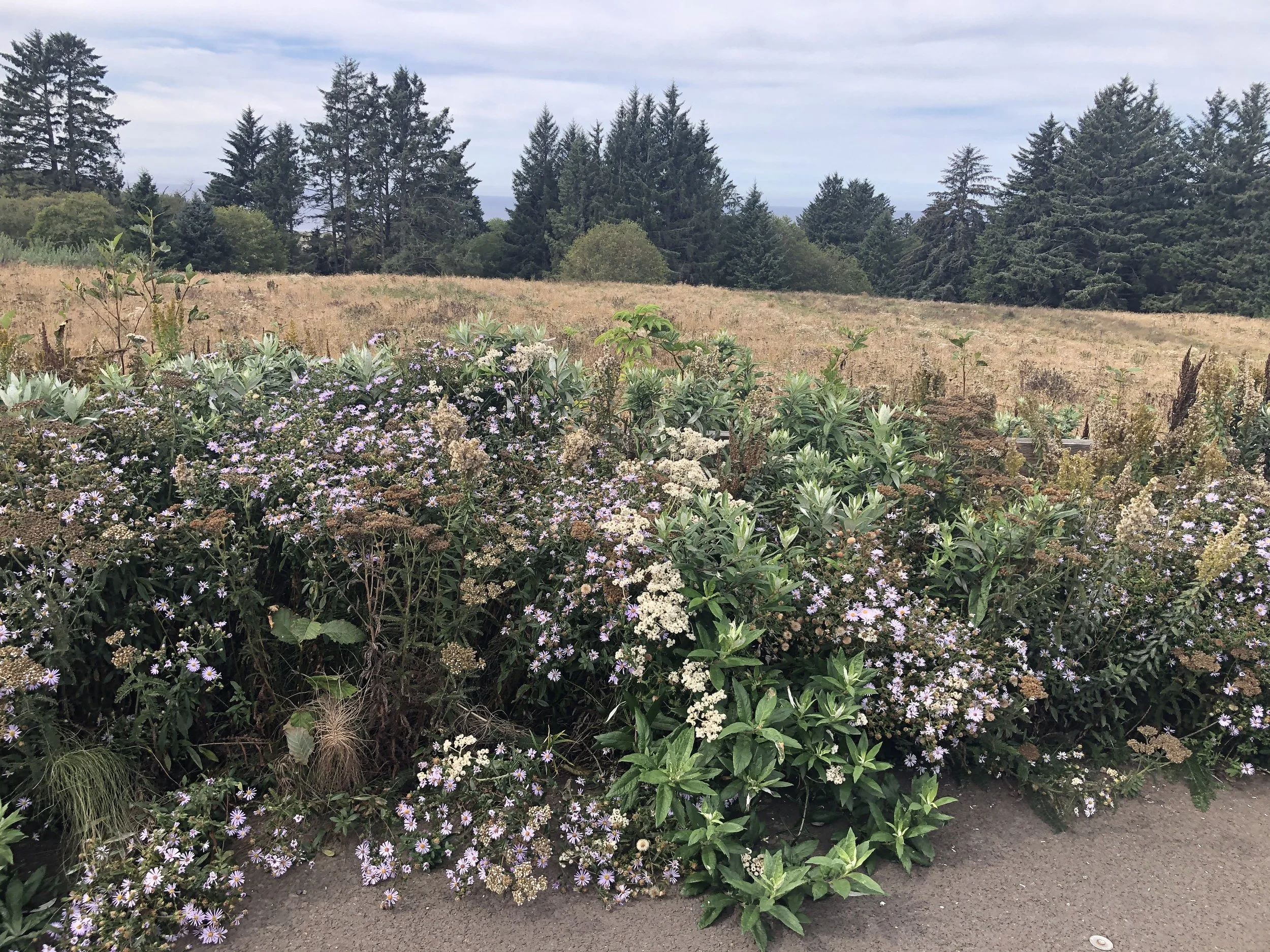 Pacific Coast Meadow