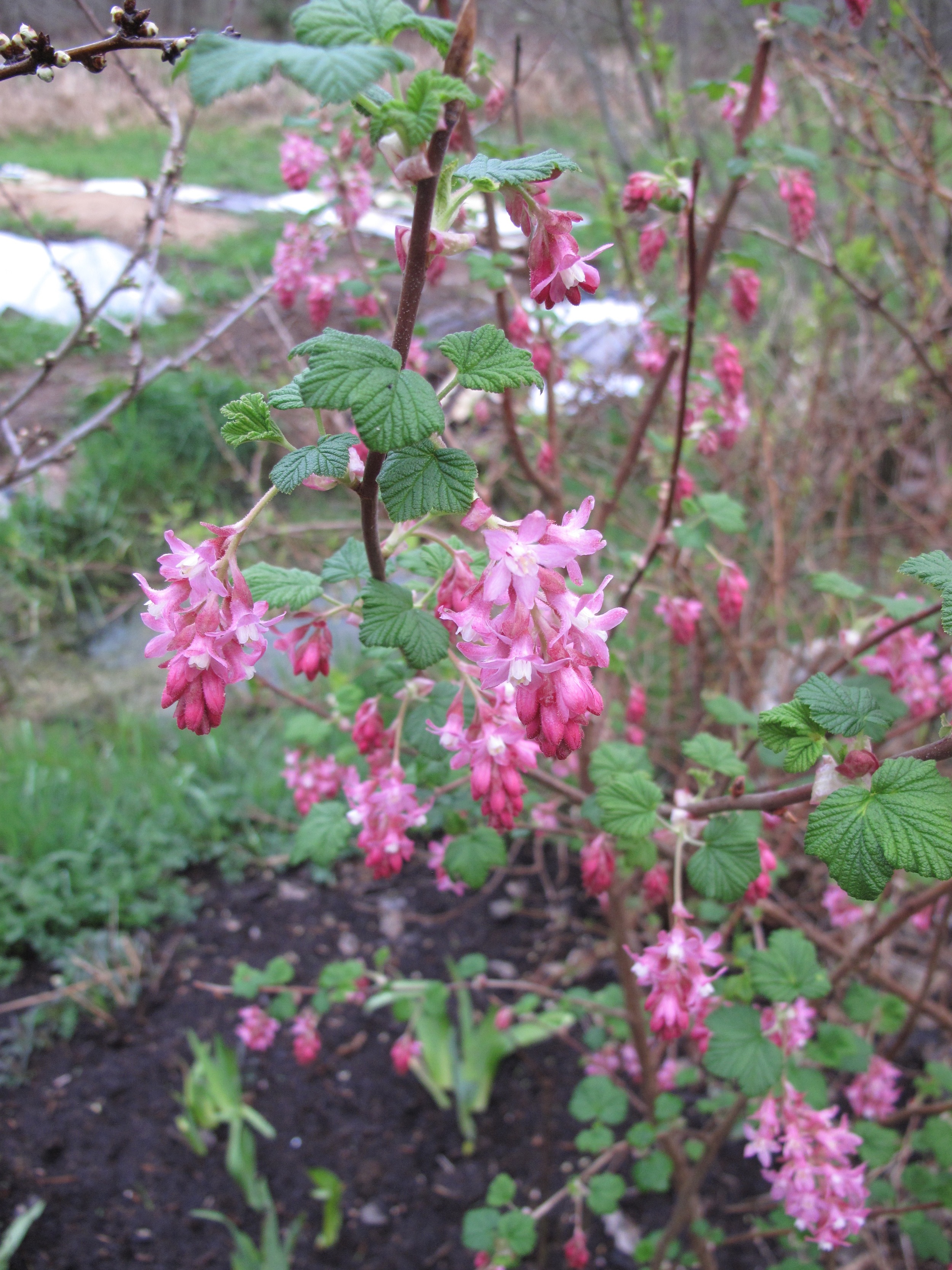 Red-flowering Currant