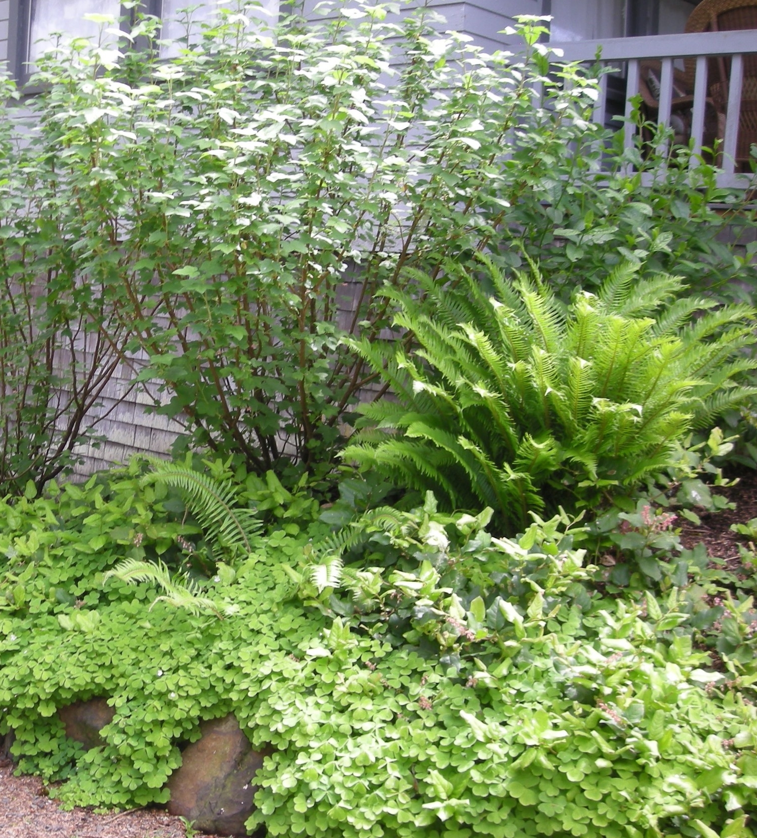 Red-flowering Currant with Oxalis ground cover and sword ferns